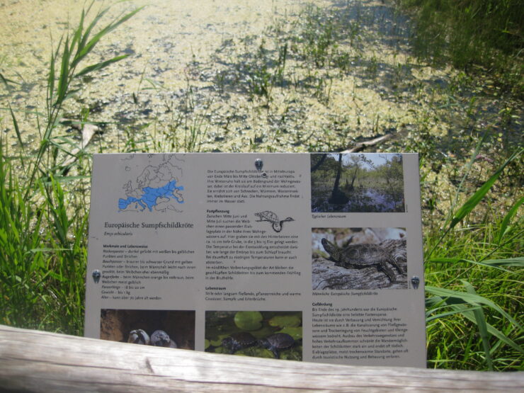 NABU-Naturerlebniszentrum Blumberger Mühle Sumpfschildkrötenteich, Foto: Anet Hoppe, Lizenz: Anet Hoppe